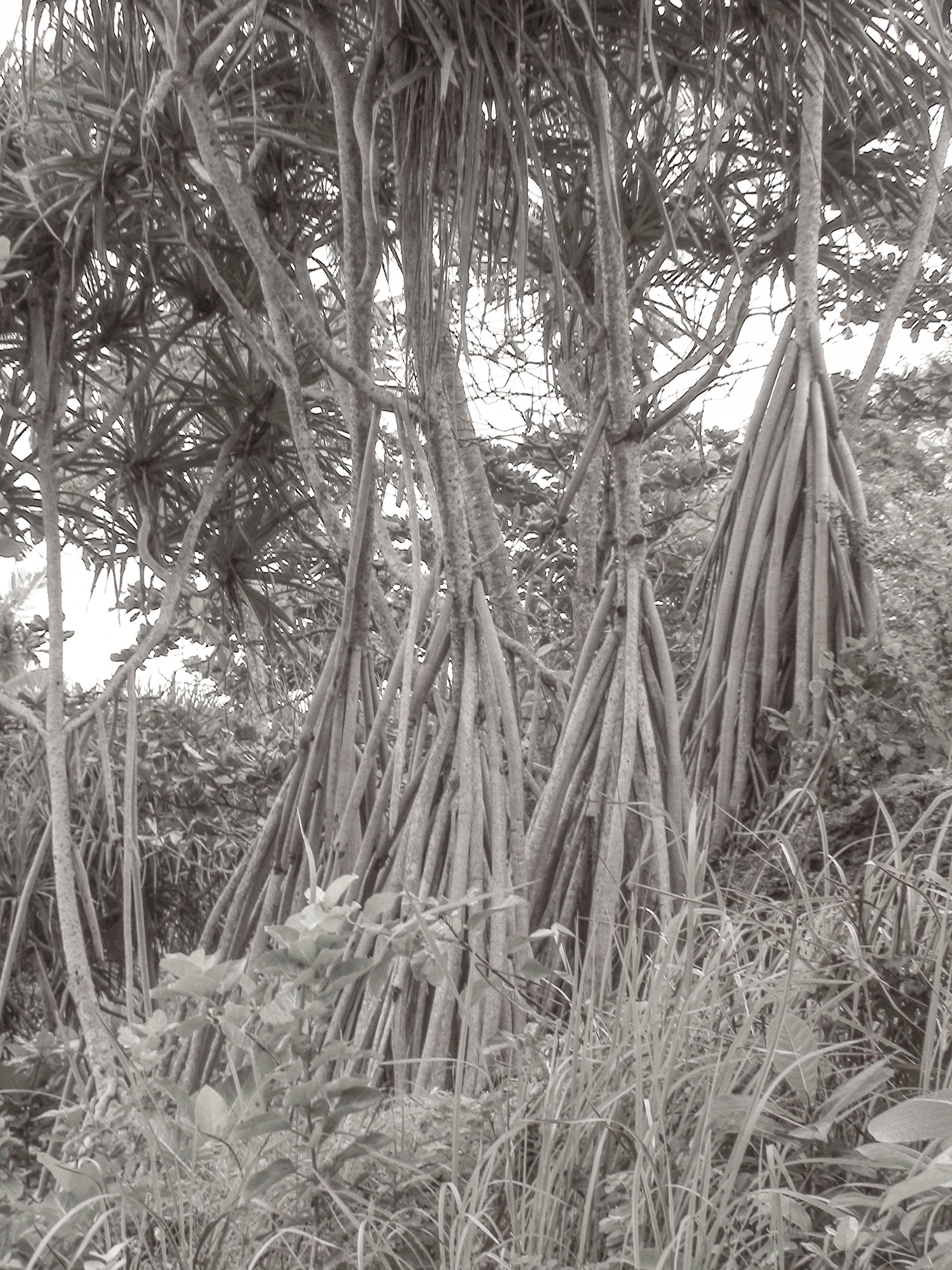 Mangrove