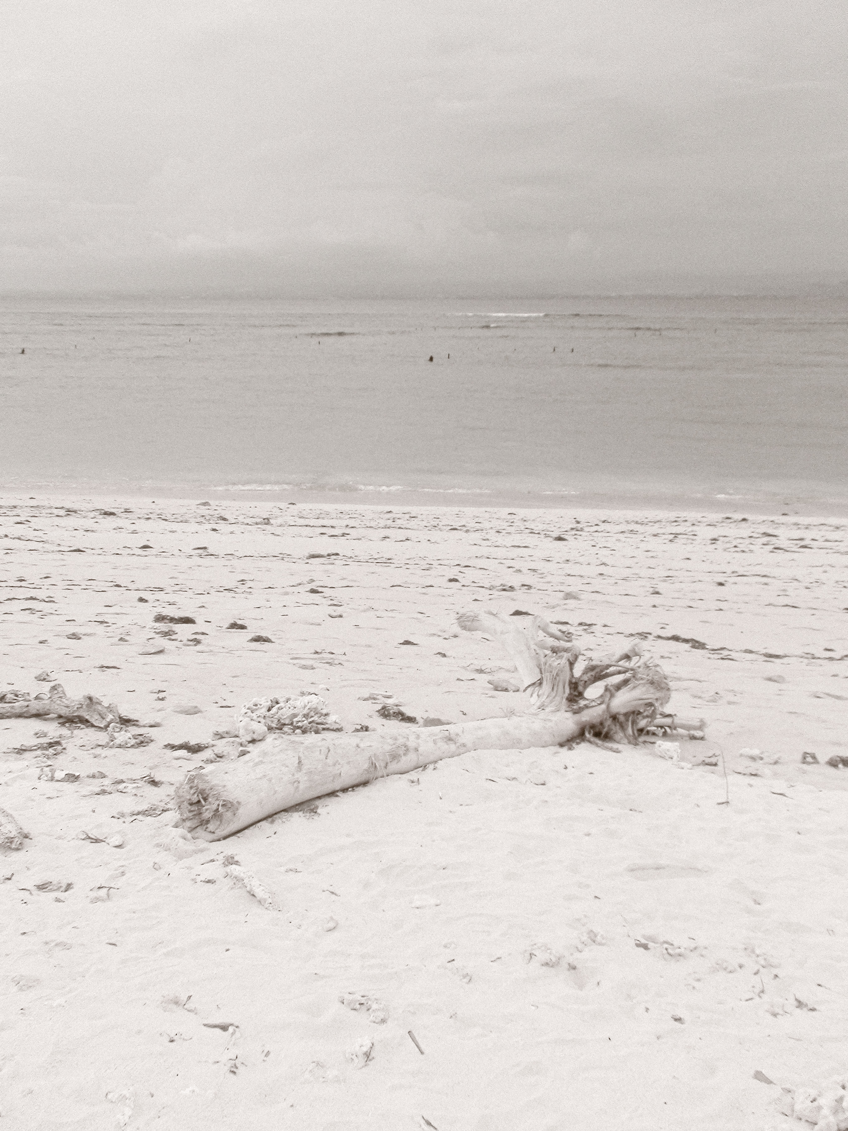 Tree Beach